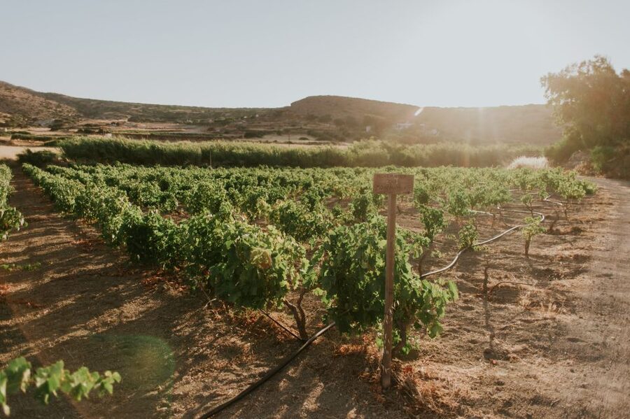Milos Island: Kostantakis Winery Wine Tasting Experience - Final Verdict: A Strong Choice for Wine Lovers in Pollonia