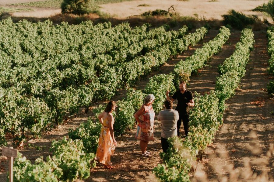 Milos Island: Kostantakis Winery Wine Tasting Experience - The Tasting: Seven Wines, a Distillation, and Local Snacks