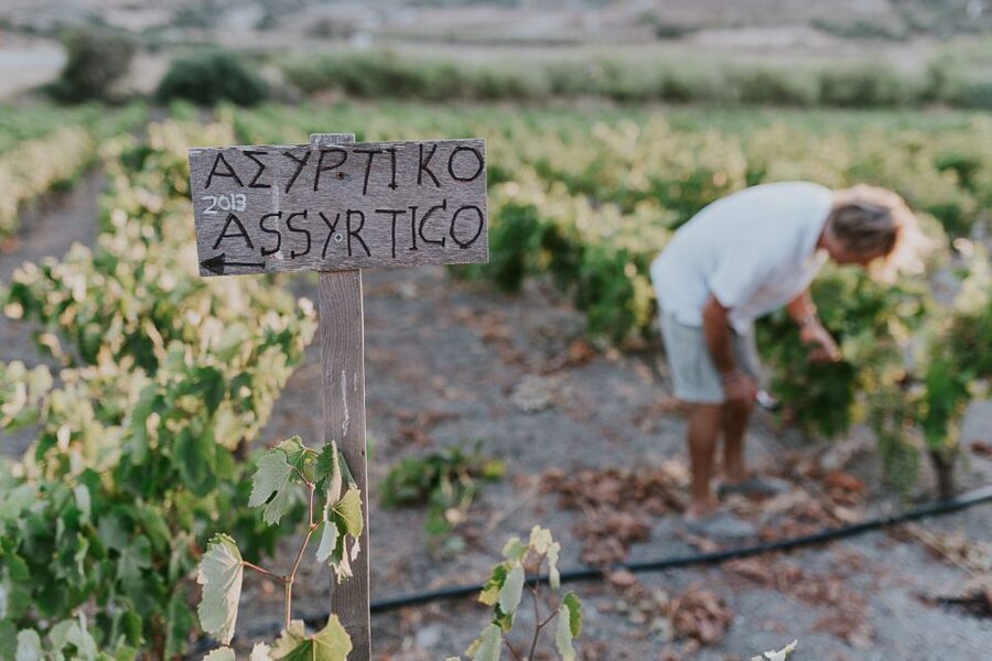 Milos Island: Kostantakis Winery Wine Tasting Experience - Is $68 a Good Price?