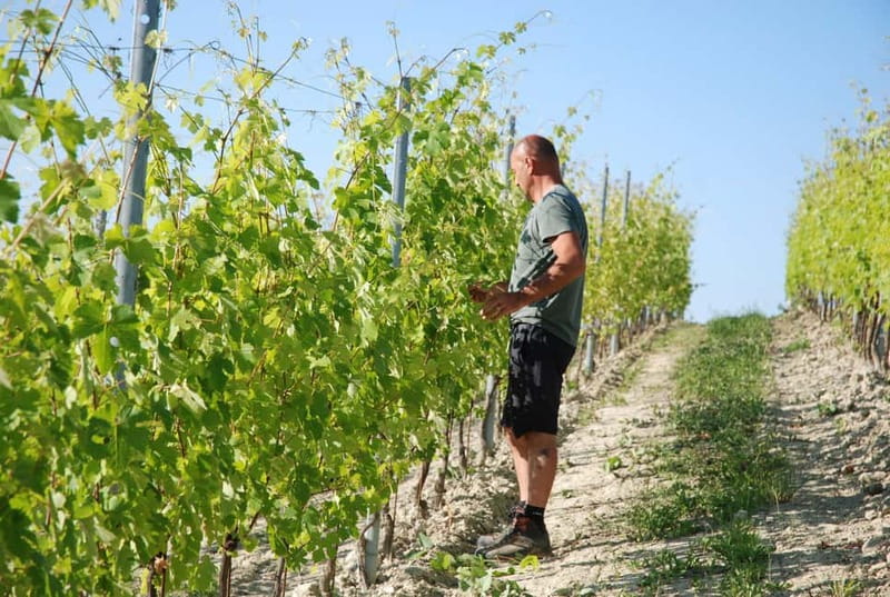 Monforte d'Alba: Wine Tasting, Cellar Visit, and Vineyard Tour - Tasting Nebbiolo, Barbera, and Chardonnay