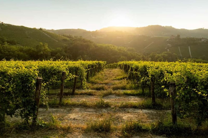 Monforte d'Alba: Wine Tasting, Cellar Visit, and Vineyard Tour - What $17 gets you