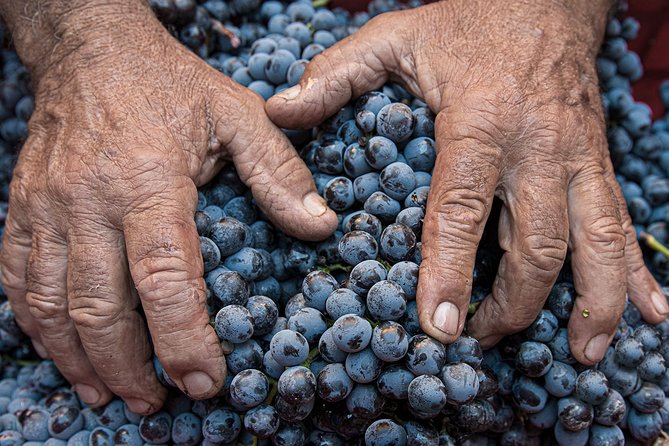 Montalcino: Brunello Wine Tasting Experience - Three wines, with Brunello in the leading role