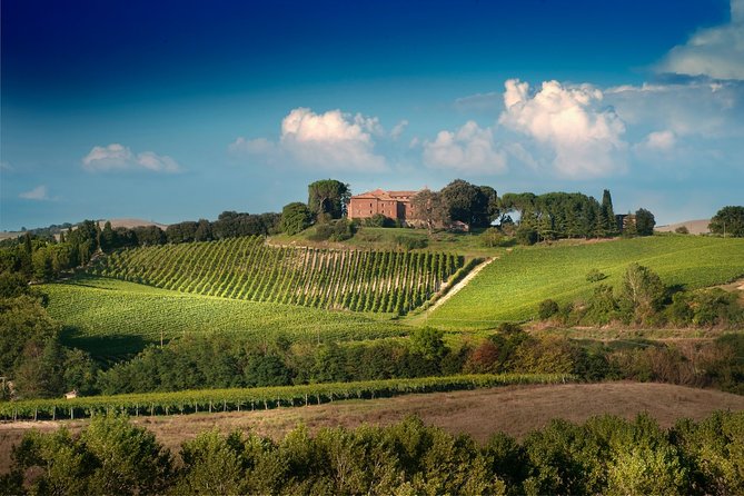 Montalcino: Brunello Wine Tasting Experience - The vineyard walk comes before the wine