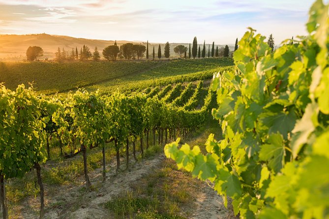 Montalcino: Brunello Wine Tasting & Lunch in a Tuscan Castle - Is $69 a good value?
