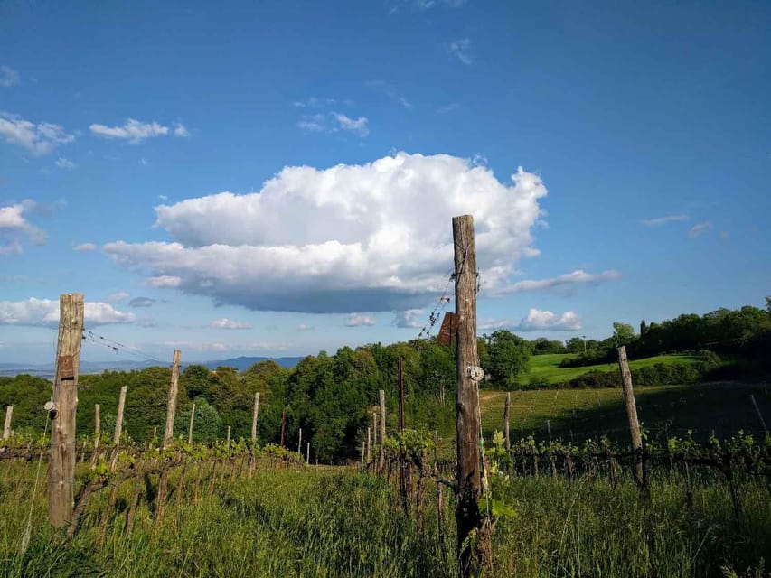 Montepulciano: Artisan Heroic Wine Tasting at the Terrace - The Terrace Is the Main Event
