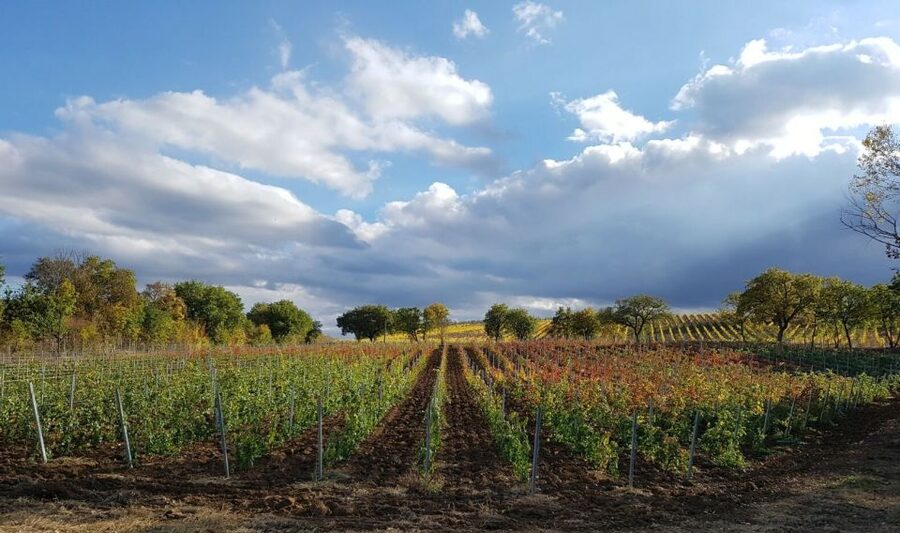Montepulciano: Tuscan Winery Tour with Wine Tasting & Meal - Lunch in daylight or dinner after dark