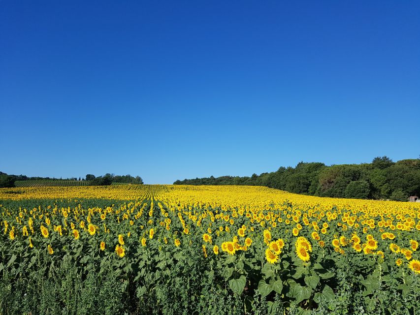 Montepulciano: Tuscan Winery Tour with Wine Tasting & Meal - Is the $112.15 price fair?