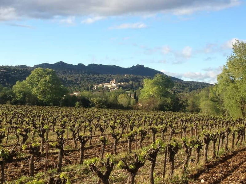Montpellier: Pic Saint-Loup Wine Tour - The family meal costs €30, but adds real local character