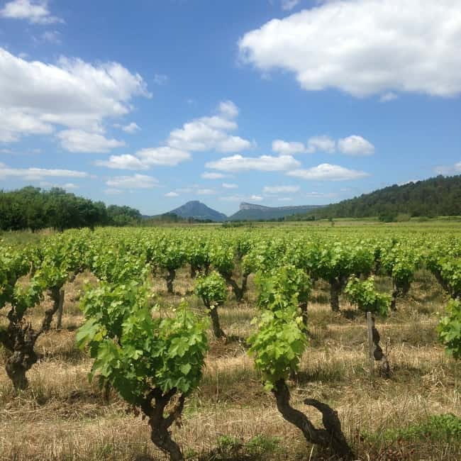Montpellier: Pic Saint-Loup Wine Tour - The best fit for this Pic Saint-Loup outing