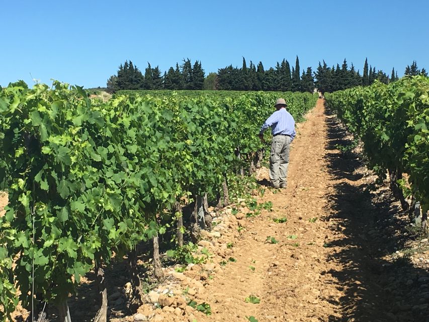 Montpellier Wine and Oyster Tour - From Montpellier to the Thau Basin