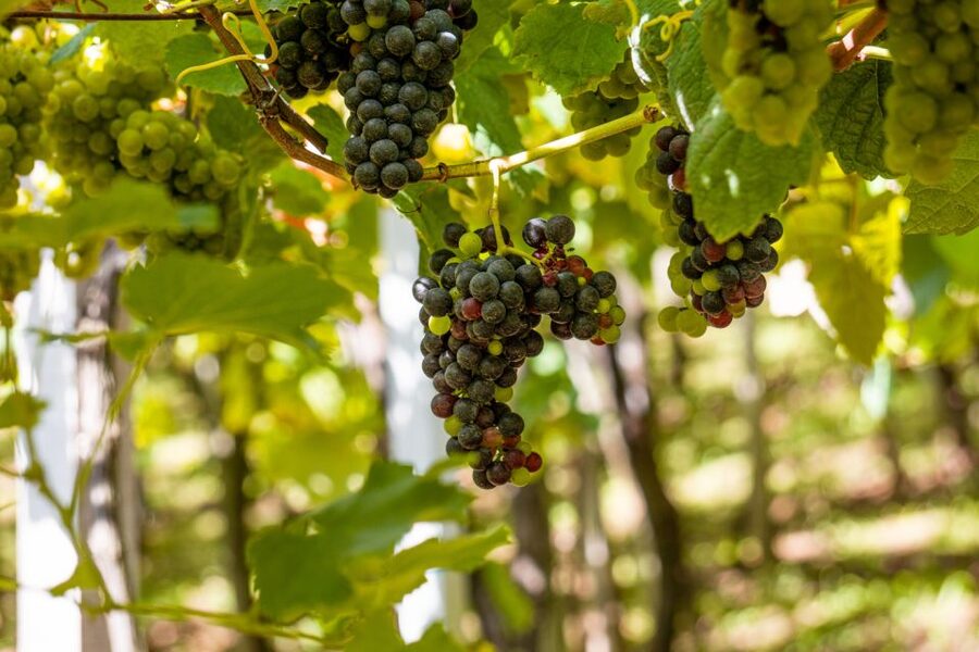 Montserrat & Cava Wineries Day Trip from Barcelona w/ Pickup - Leaving Barcelona for Montserrat