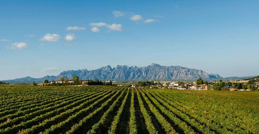Montserrat & Cava Wineries Day Trip from Barcelona w/ Pickup - How to use your free time at Montserrat