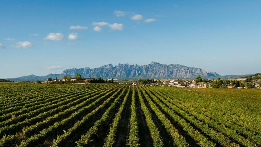 Montserrat & Cava Wineries Day Trip from Barcelona w/ Pickup - Into Penedès, Catalonia’s cava country