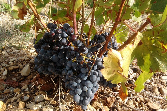 Morning Wine Tour to Chateauneuf du Pape from Avignon - Who will enjoy this morning in Châteauneuf-du-Pape?