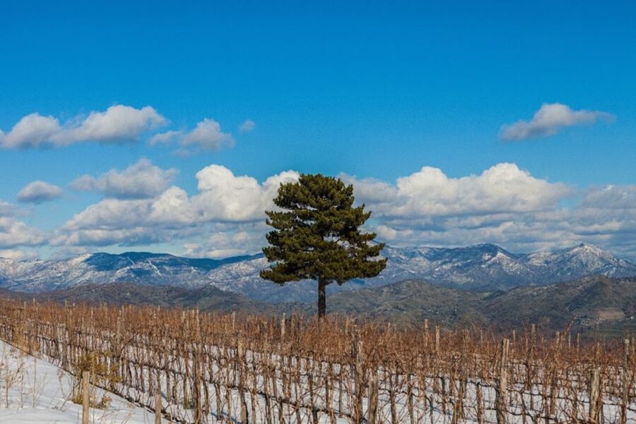 Mount Etna: Winery Tour and Tasting - Families, Non-Drinkers, and Under-18s