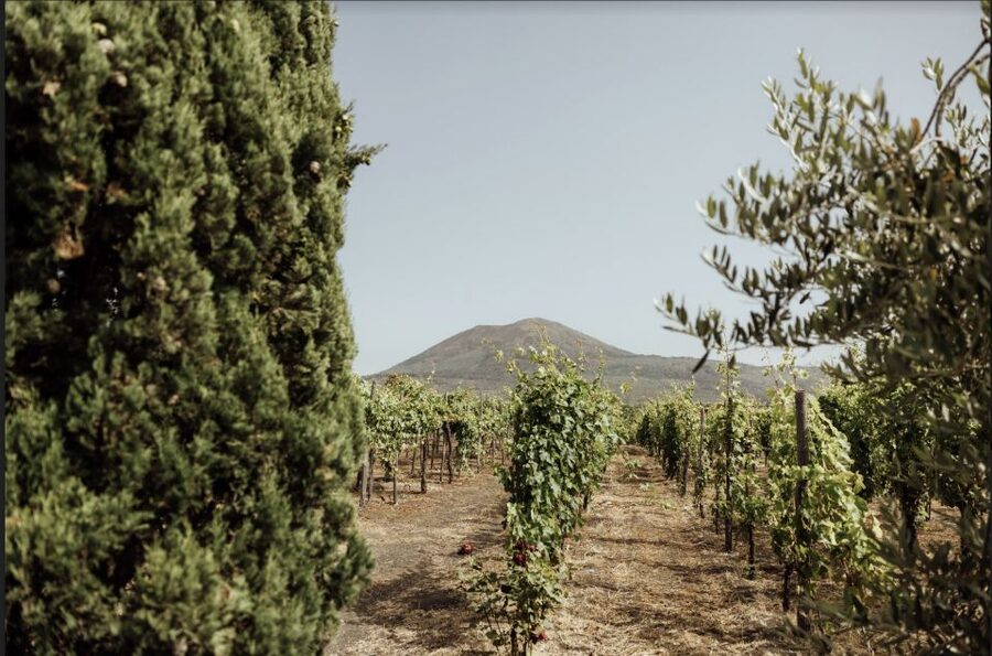 Mount Vesuvius: Vineyard Tour with Wine Tasting and Lunch - Key points at a glance
