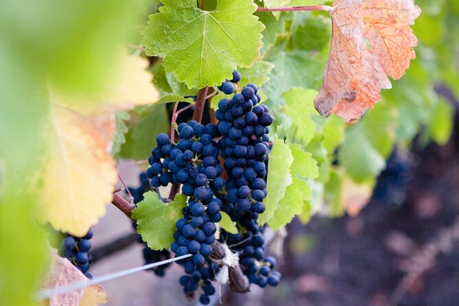 Mt Etna and Wine tasting tour from Catania - Etna Tribe and the first look at the volcano