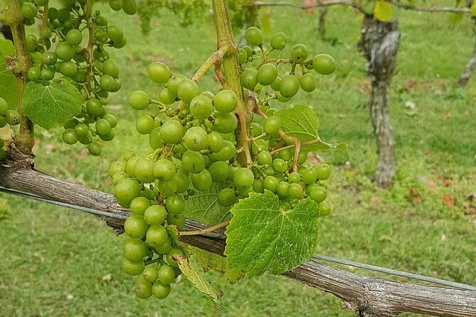 Muriwai Scenic Wine Tour from Auckland - Is the $114.81 price good value?