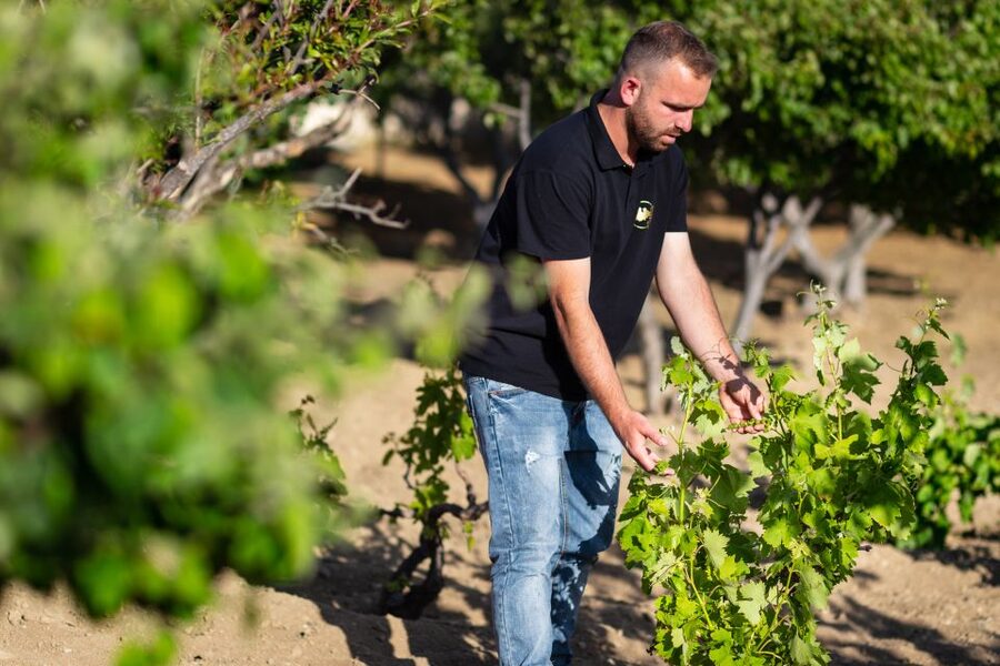 Mykonos: Winery Vineyard Experience with Food & Wine Tasting - Leaving Mykonos Town for the countryside