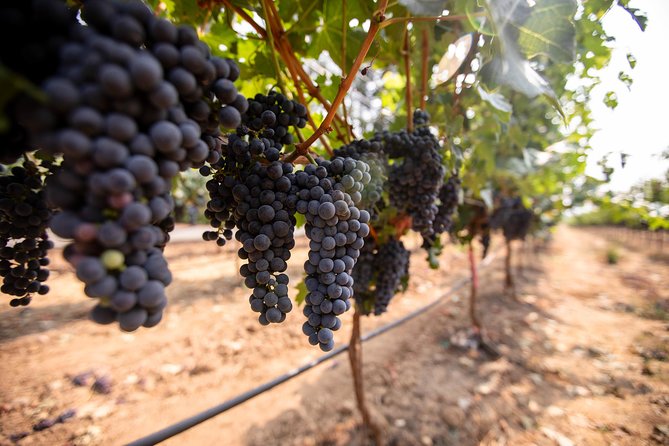 Napa and Sonoma Wine Country Full-Day Tour from San Francisco - Madonna Estate and the value of a changing route