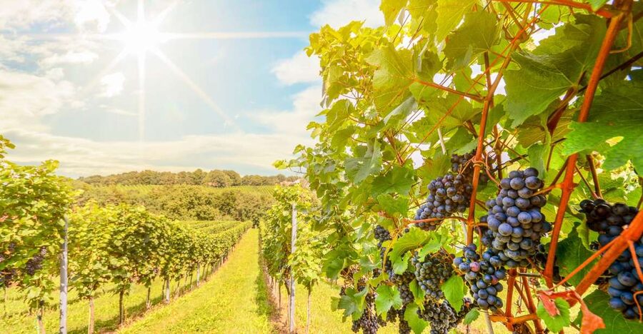 Napa Valley: Guided Wine Tour with Picnic Lunch - Key points to know before booking