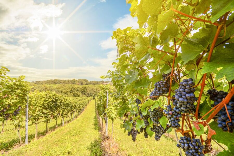Napa Valley: Guided Wine Tour with Picnic Lunch - Why this Napa tour works so well