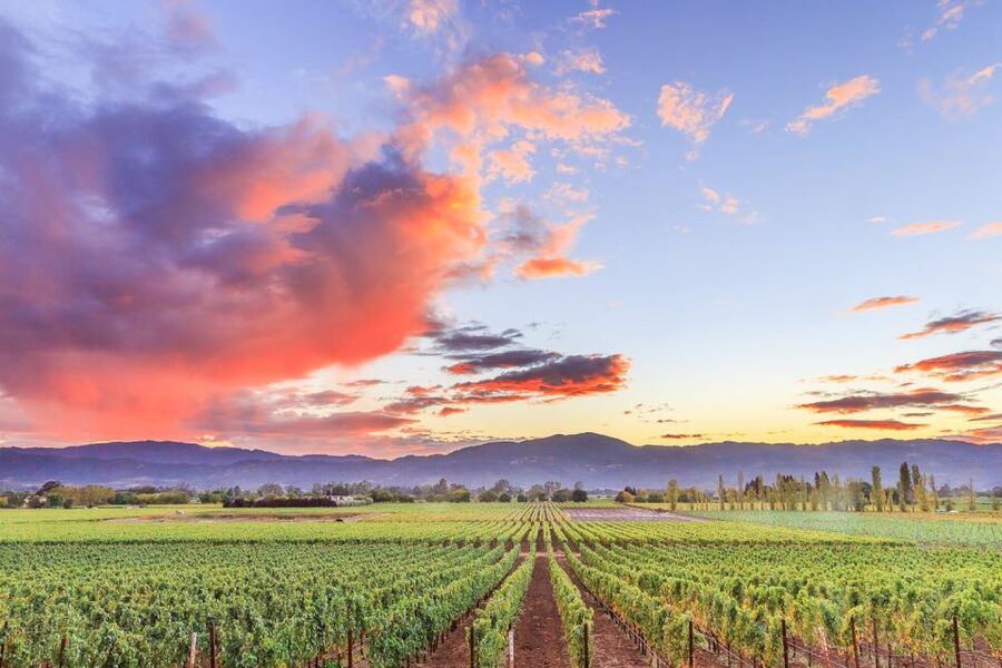 Napa Valley: Guided Wine Tour with Picnic Lunch - Three wineries, three different points of view