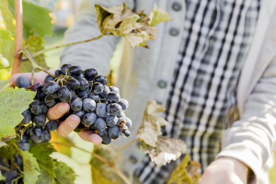 Napa Valley: Guided Wine Tour with Picnic Lunch - The guide matters as much as the wine