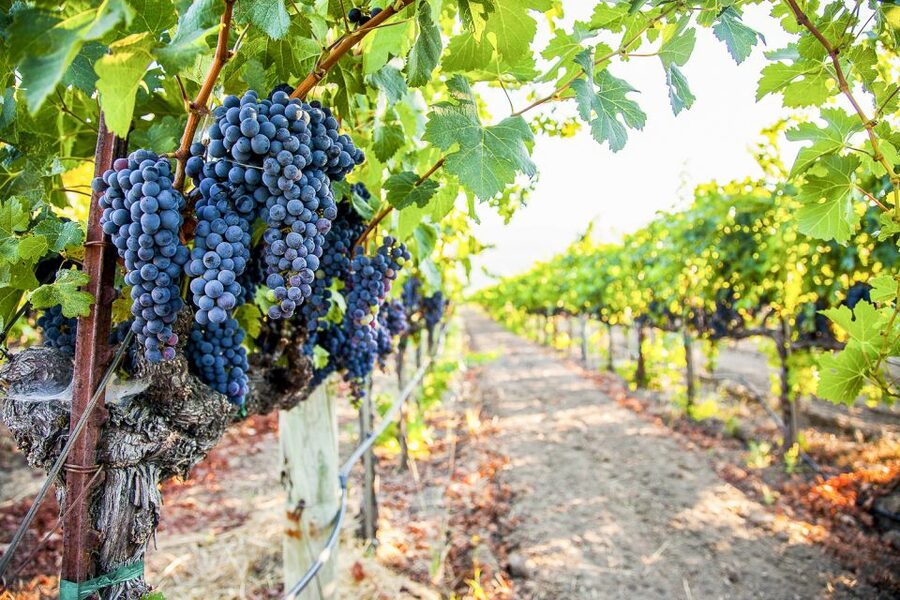 Napa Valley: Guided Wine Tour with Picnic Lunch - Price, tasting fees, and what you really pay for