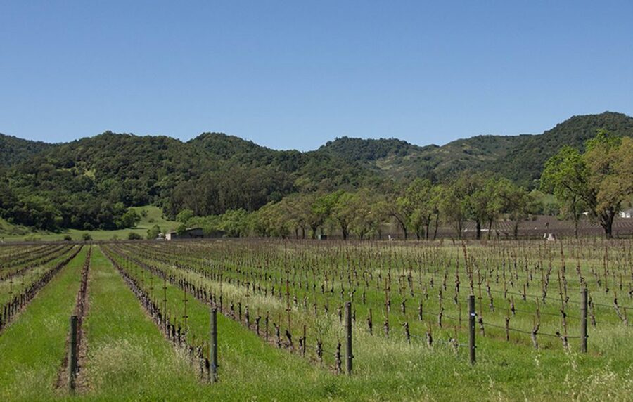 Napa Valley: Wine Tasting Tour by Open Air Trolley & Lunch - Lunch at a scenic winery setting