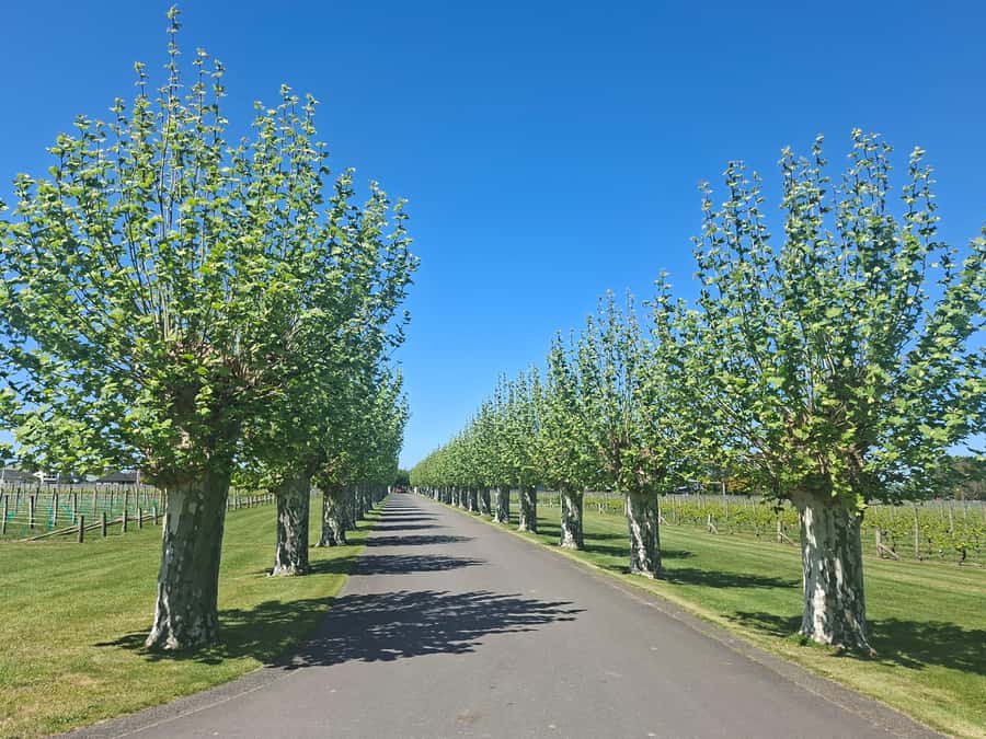 Napier: Afternoon Winery Tour Tasting at 3 Great Wineries - Gimblett Gravels and the working side of wine