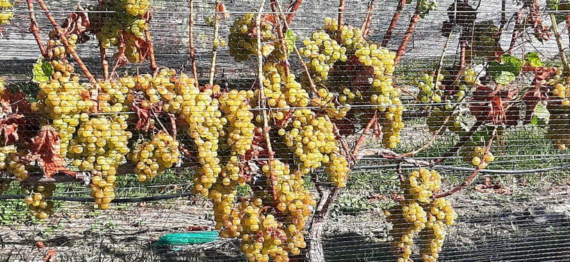 Napier: Winery + Gin Tasting Tour with Lunch Thu Fri Sat - Why this Napier tour works so well