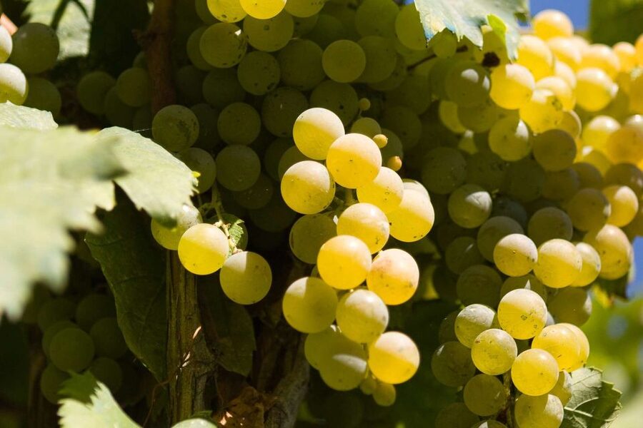 Naples: Mount Vesuvius Vineyard Tour w/ Lunch & Wine Tasting - Key points at a glance