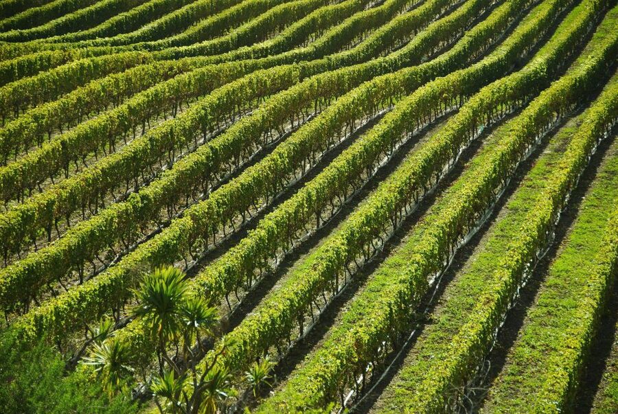 Naples: Mount Vesuvius Vineyard Tour w/ Lunch & Wine Tasting - Reaching Azienda Vinicola Sorrentino