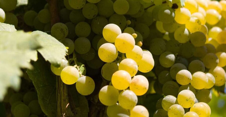 Naples: Mount Vesuvius Vineyard Tour w/ Lunch & Wine Tasting - Five wines from Campania