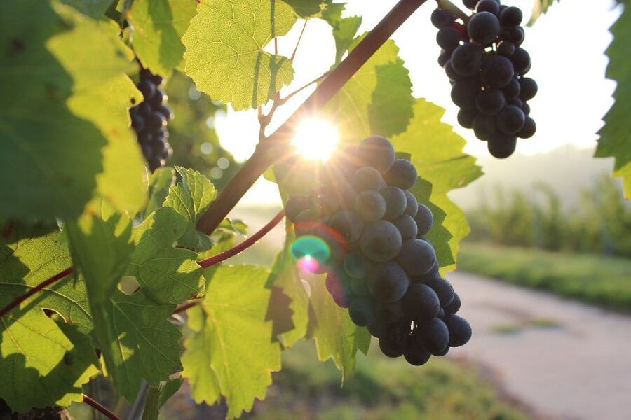 Naples: Mount Vesuvius Vineyard Tour w/ Lunch & Wine Tasting - Is the $65 price good value?