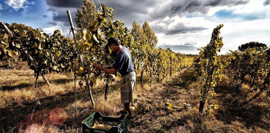 Naples: Mount Vesuvius Vineyard Tour w/ Lunch & Wine Tasting - The vineyard walk on Mount Vesuvius