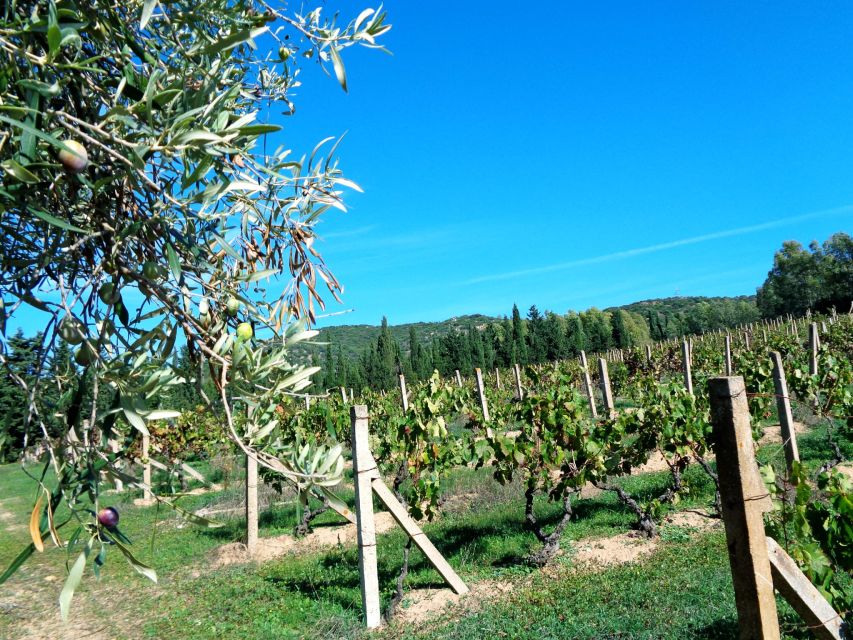 Near Cagliari: The World of Natural Wine at "In Our Garden" - Key things to know before you go