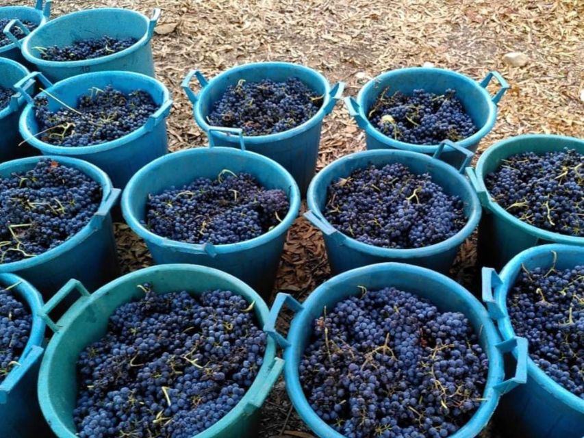 Near Cagliari: The World of Natural Wine at "In Our Garden" - Natural wine explained without the fuss