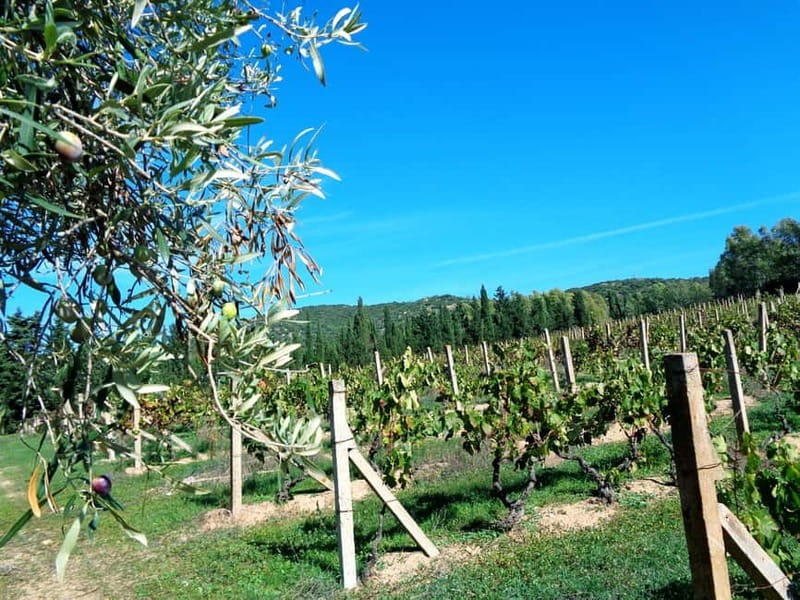 Near Cagliari: The World of Natural Wine at "In Our Garden" - The 55-hectare farm sets the tone