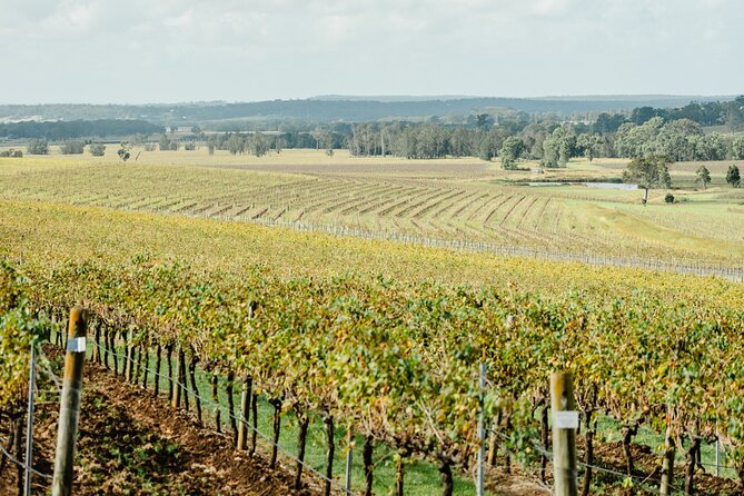 Newcastle: Boutique Hunter Valley Wine Tour - Lunch at 4 Pines at the Farm
