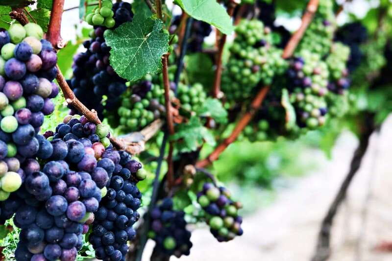 Niagara-on-the-Lake: Wine & Charcuterie Tour with Tastings - Konzelmann Estate Adds Charcuterie