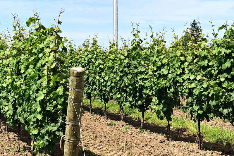 Niagara-on-the-Lake: Wine & Charcuterie Tour with Tastings - The Guides Make the Day Feel Personal