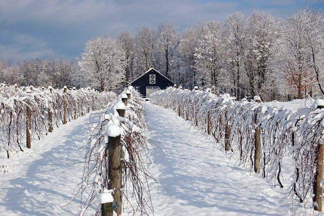 Niagara Wine Tour and Tastings with Transportation - Transport, weather, and the comfort question