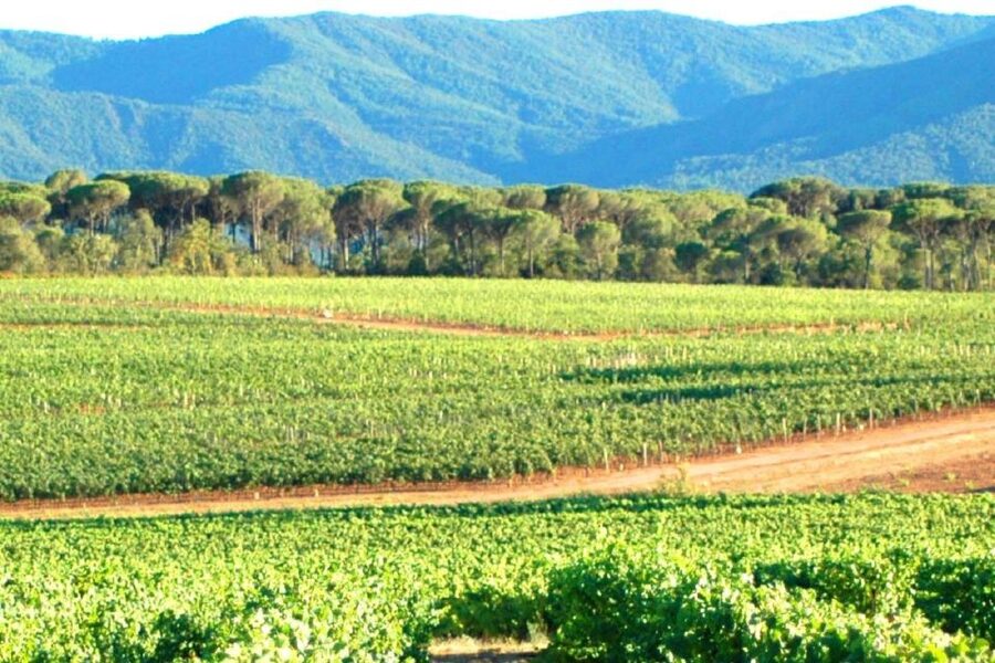 Nice: Full-Day Côtes de Provence Wine Tour - The third winery: finish with a Cru Classé estate