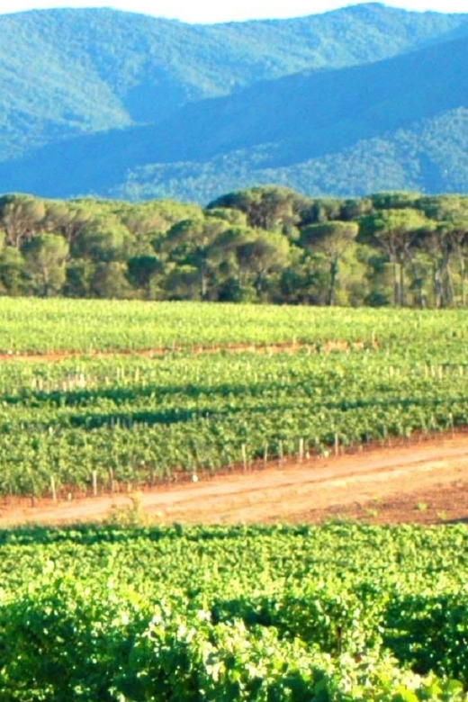 Nice: Full-Day Côtes de Provence Wine Tour - Who will enjoy this day most?