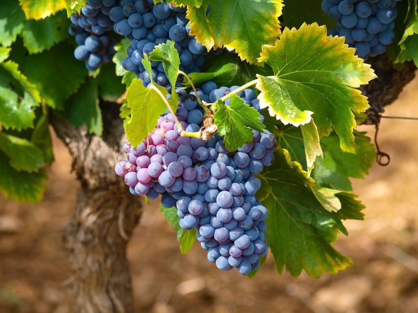 Nice: Half-Day Saint Paul de Vence and Wine Tasting Tour - What the 75-minute tasting teaches you