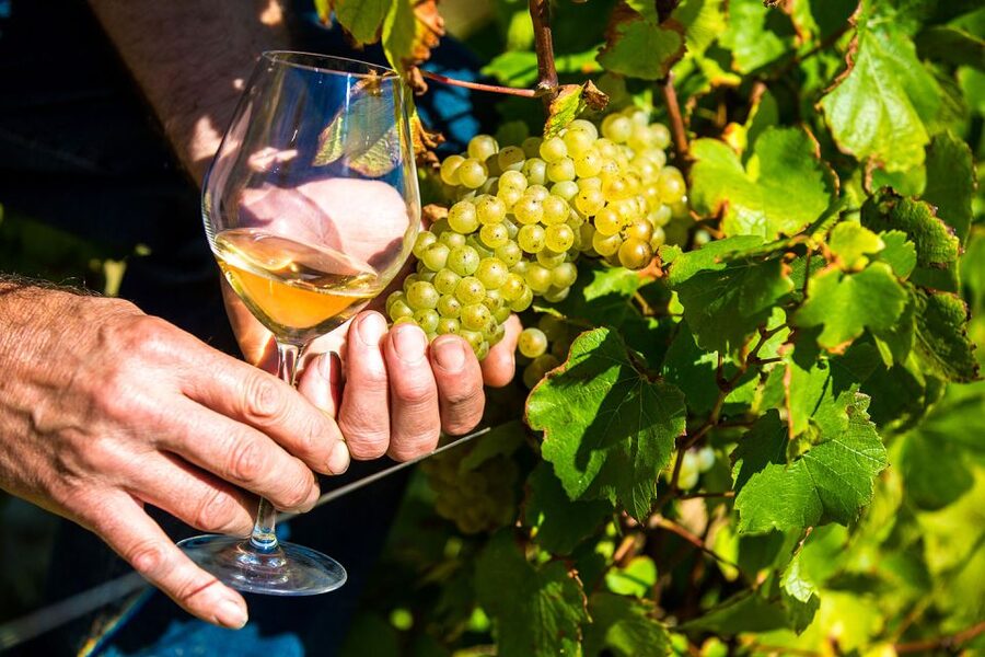 Nice: Provence Village Tour with Wine and Produce Tasting - Opio’s olive oil mill and the taste of Provence