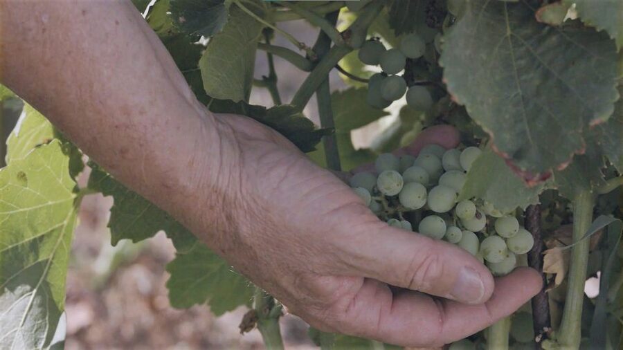 Olbia: Gallura Winery Guided Tour with Tasting - The rescue animals change the character of the visit