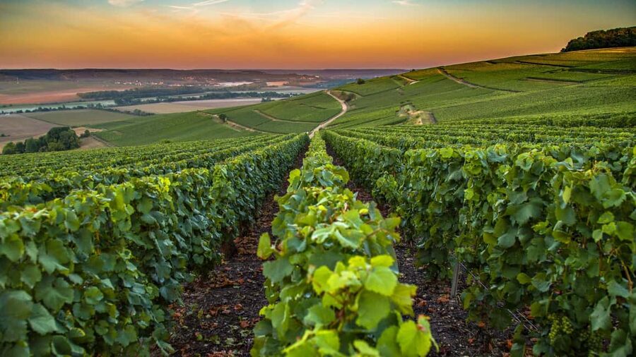 Organic Wine Tasting with Saint paul Half Day Tour from Nice - Saint Jeannet and the small wine estate